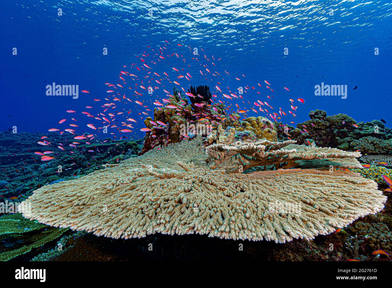 Plate coral in Papua New Guinea. Stock Photo