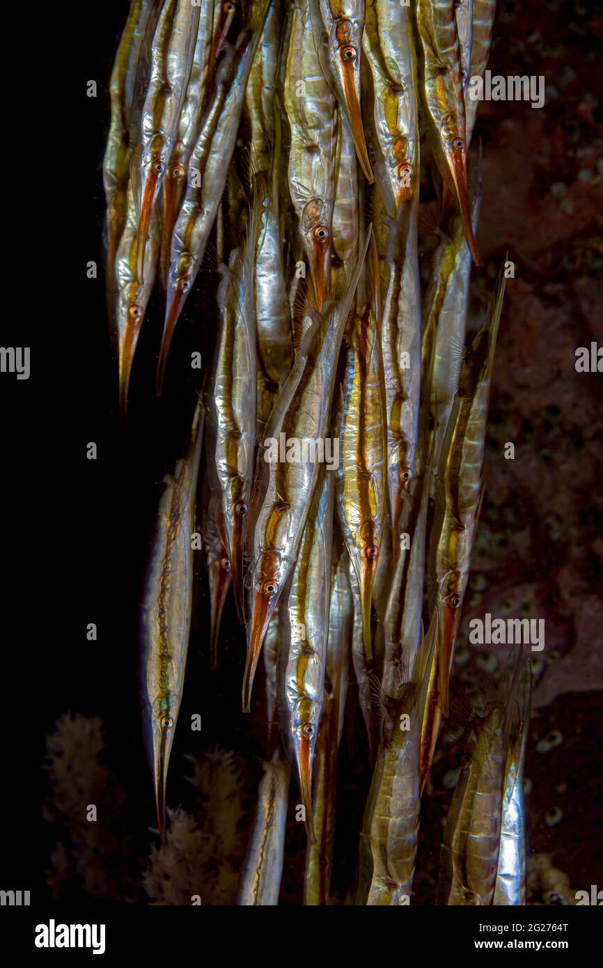 A school of rigid shrimpfish (Centriscus scutatus). Stock Photo