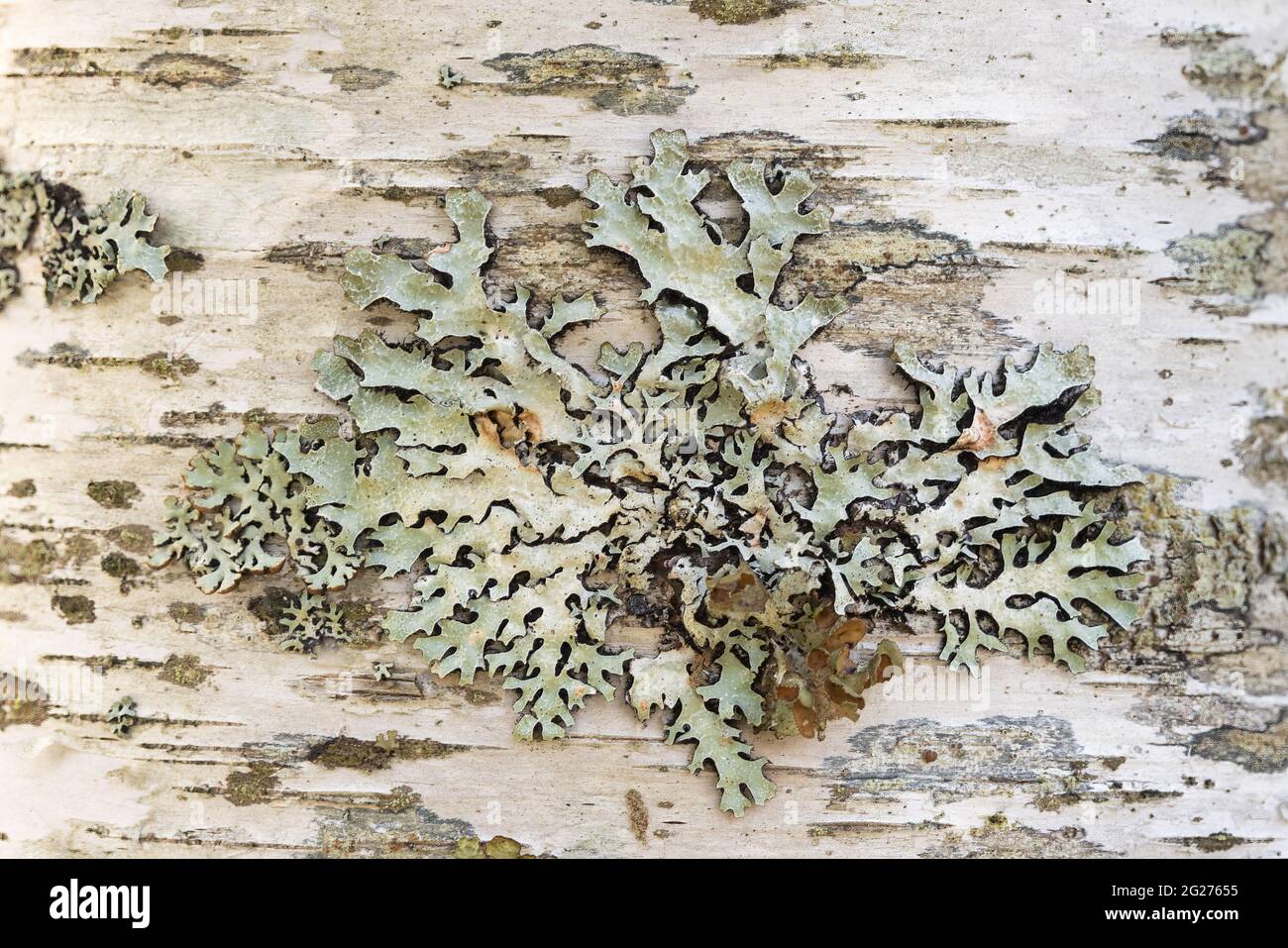 Lichen growing on the bark of a birch tree near Halifax, Nova Scotia, Canada. Stock Photo