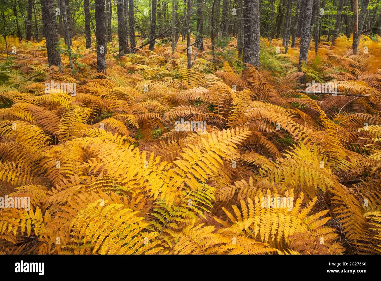 Ferns growing in a forest near Halifax, Nova Scotia, Canada. Stock Photo