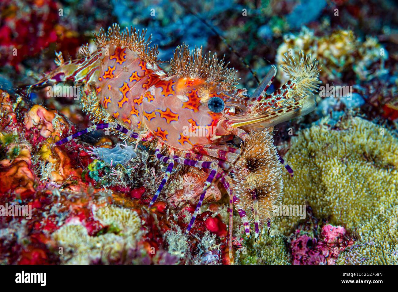 Marbled shrimp complex (Saron spp.), Kimbe Bay, Papua New Guinea. Stock Photo