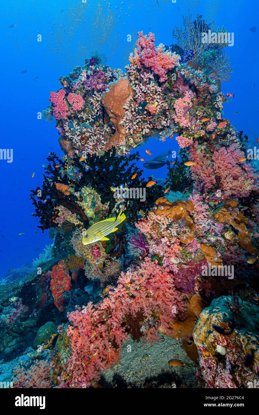 Reef scene in Raja Ampat, Indonesia. Stock Photo