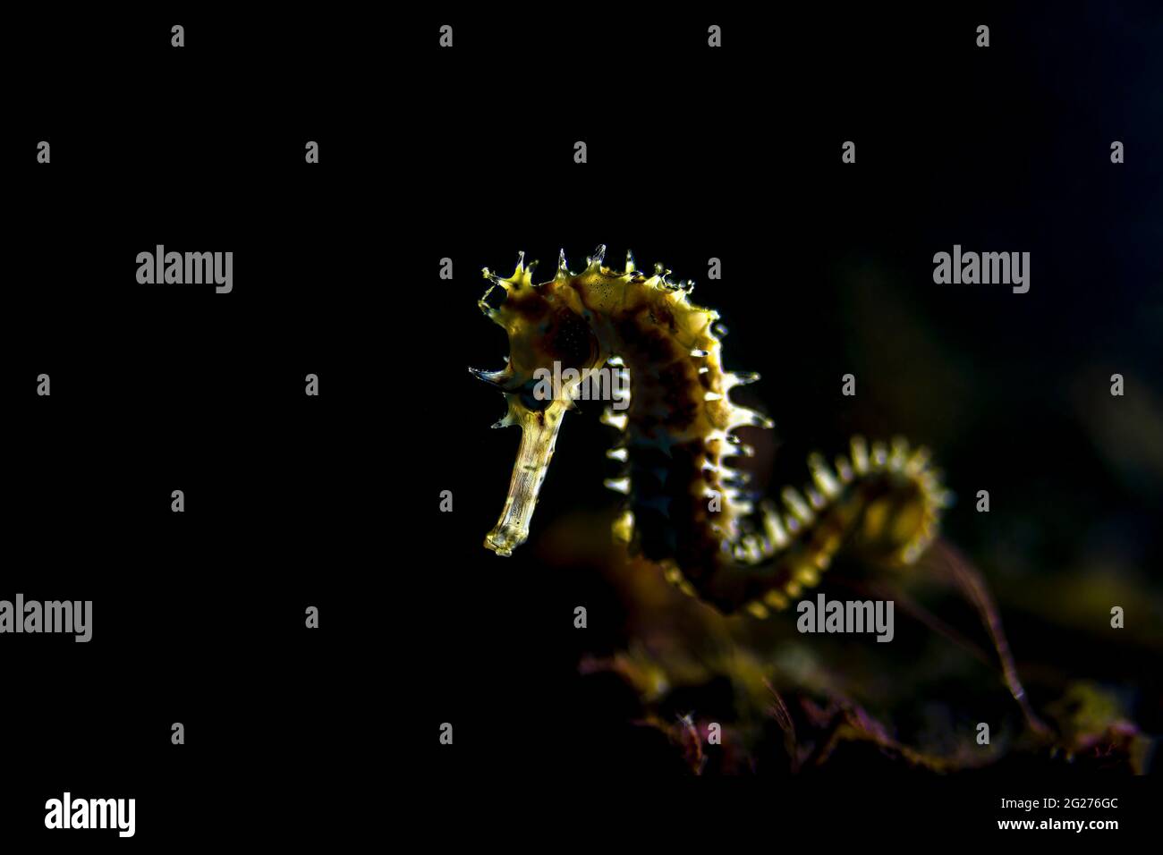 Backlit juvenile thorny seahorse (Hippocampus histrix), Anilao, Philippines. Stock Photo