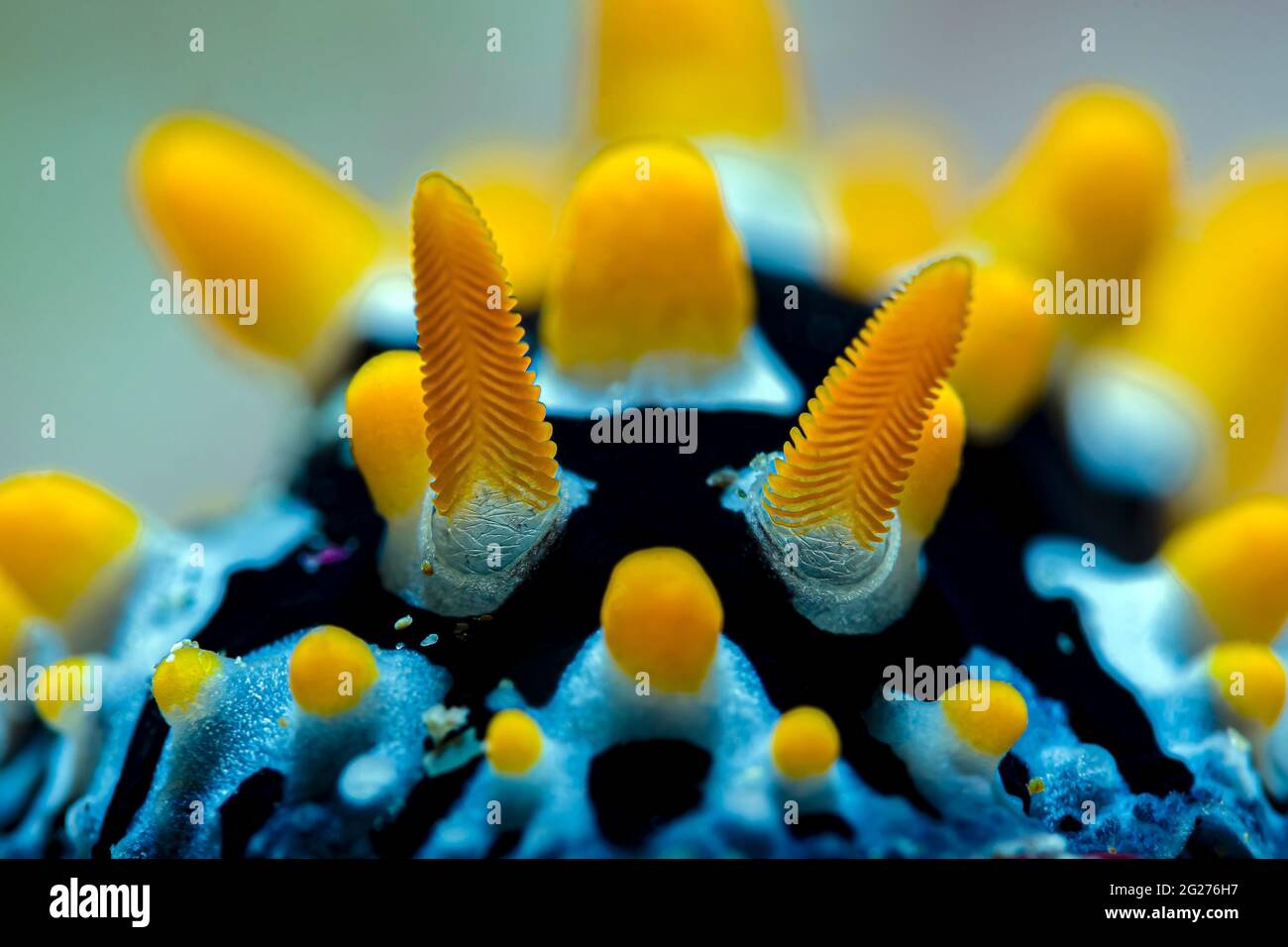 Close-up shot of a Phyllidia picta nudibranch, Anilao, Philippines. Stock Photo