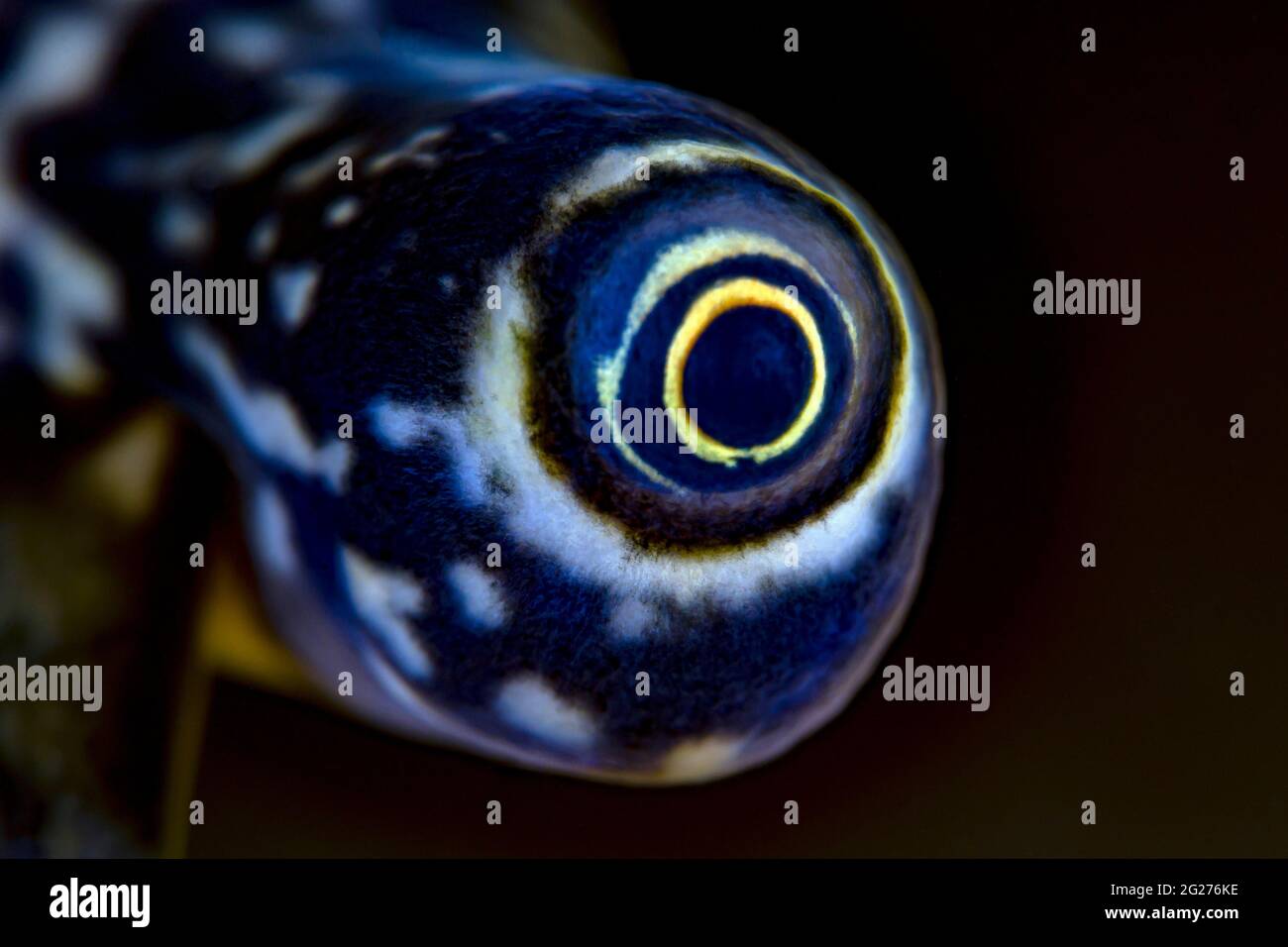 Eye of a milk conch (Lobatus costatus), Cuba. Stock Photo