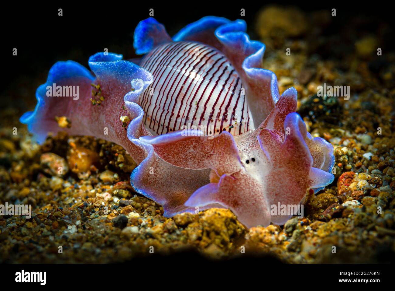 A beautiful bubble shell nudibranch (Hydatina physis), Anilao, Philippines. Stock Photo