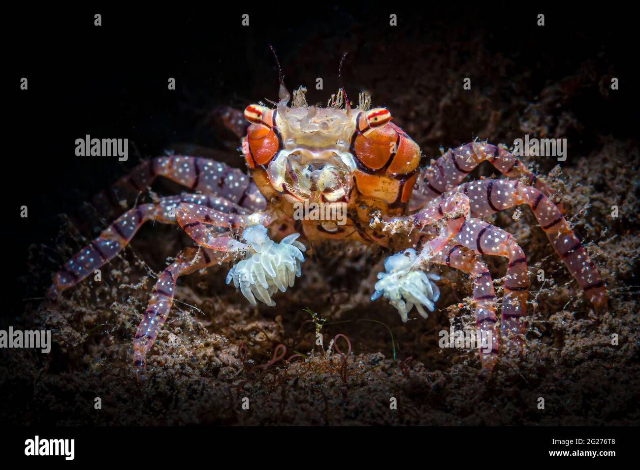 Mosaic boxer crab (Lybia tessellata) with anemone pom-poms. Stock Photo