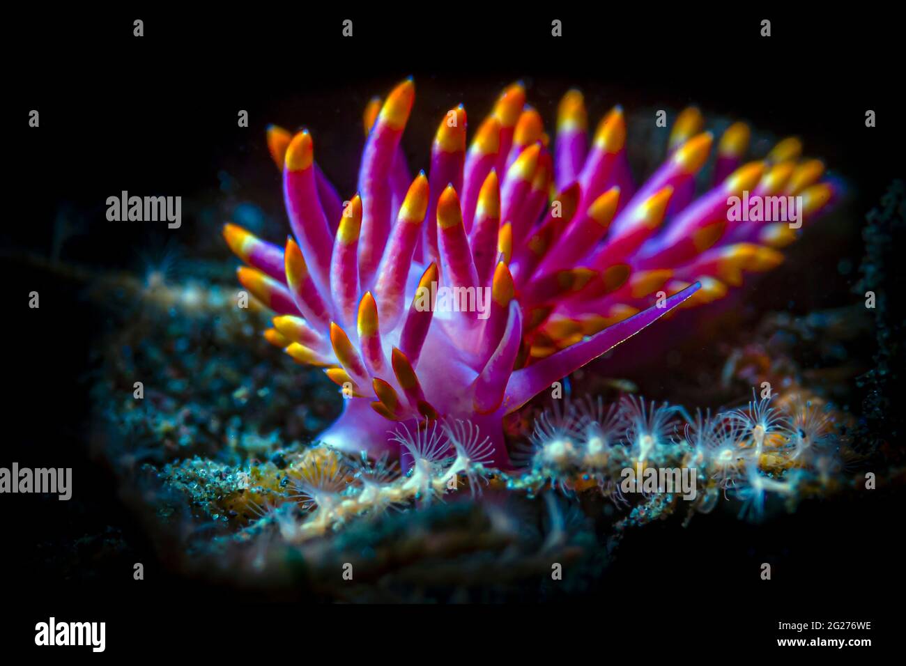 Snooted image of a Cuthona sibogae nudibranch. Stock Photo
