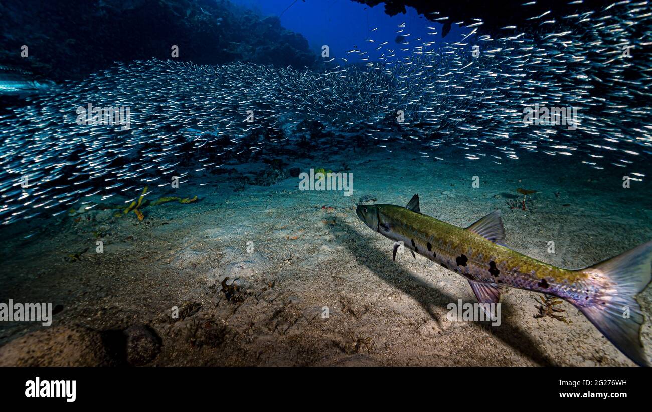 Great barracuda (Sphyraena barracuda) with silversides, herrings and anchovies, Cuba. Stock Photo