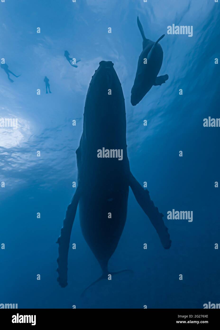 Snorkeler Silhouette High Resolution Stock Photography and Images - Alamy