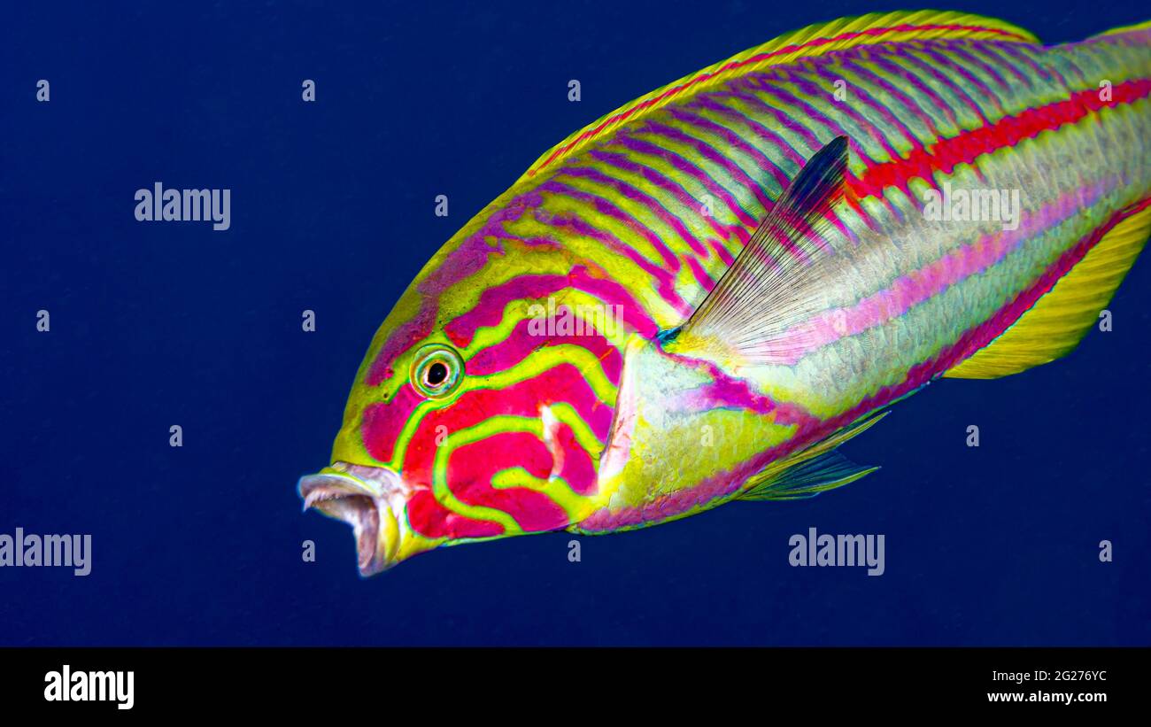 Colorful yawning wrasse, Red Sea, Egypt. Stock Photo