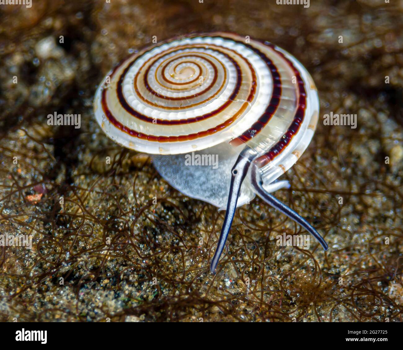 Clear sundial snail (Architectonica perspectiva) Stock Photo