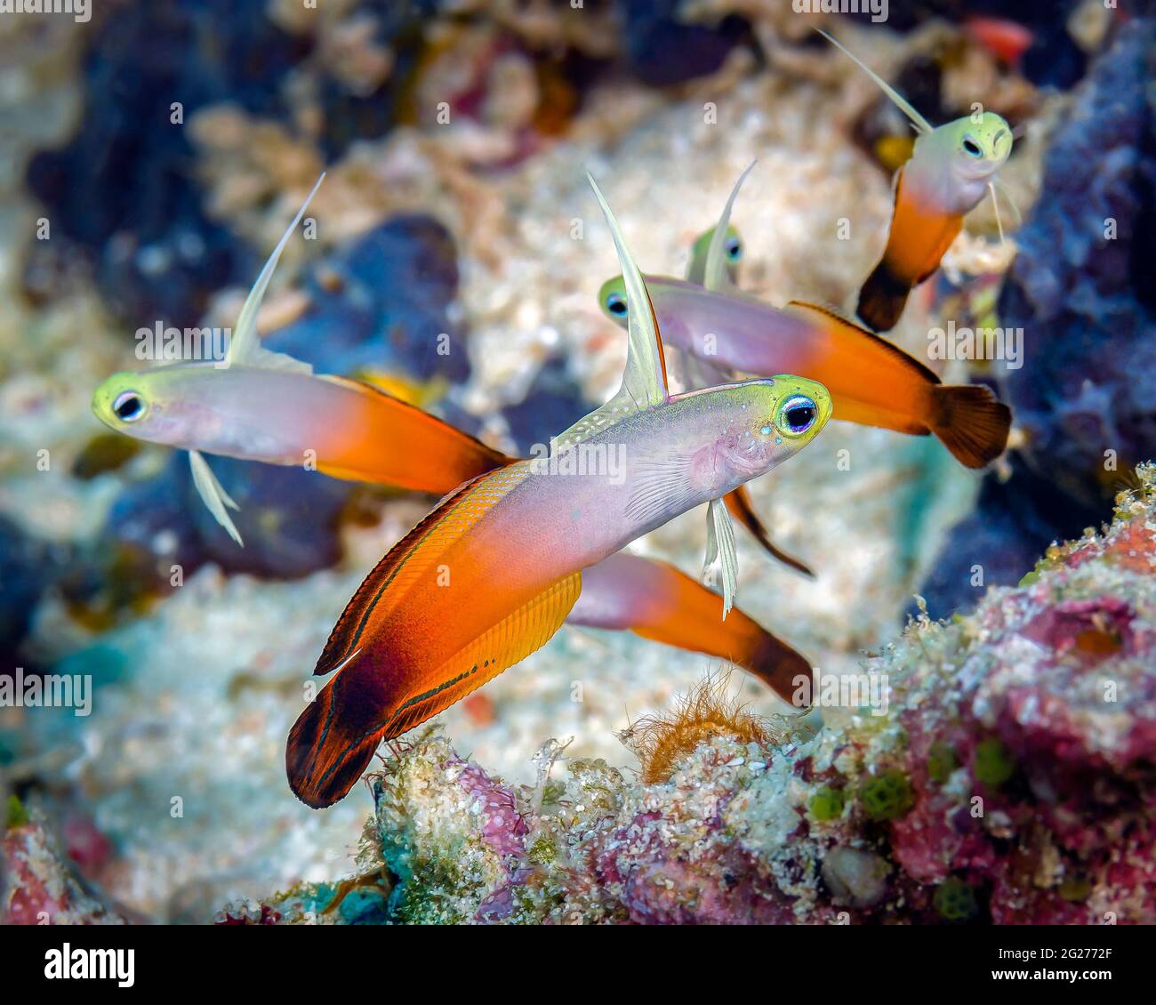 Magnificent dartfish hires stock photography and images Alamy
