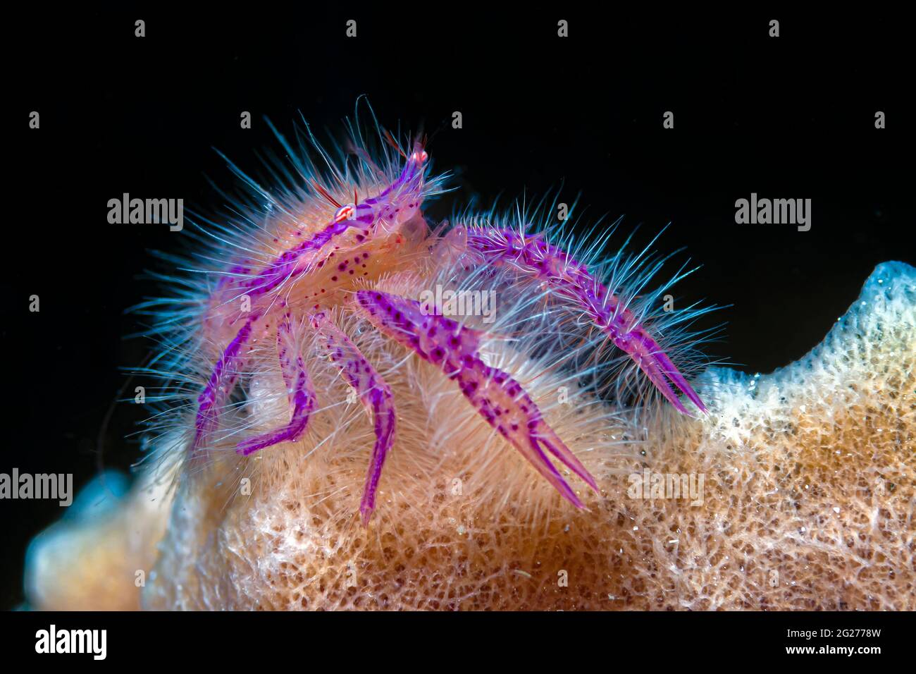 Hairy squat lobster anilao hi-res stock photography and images - Alamy