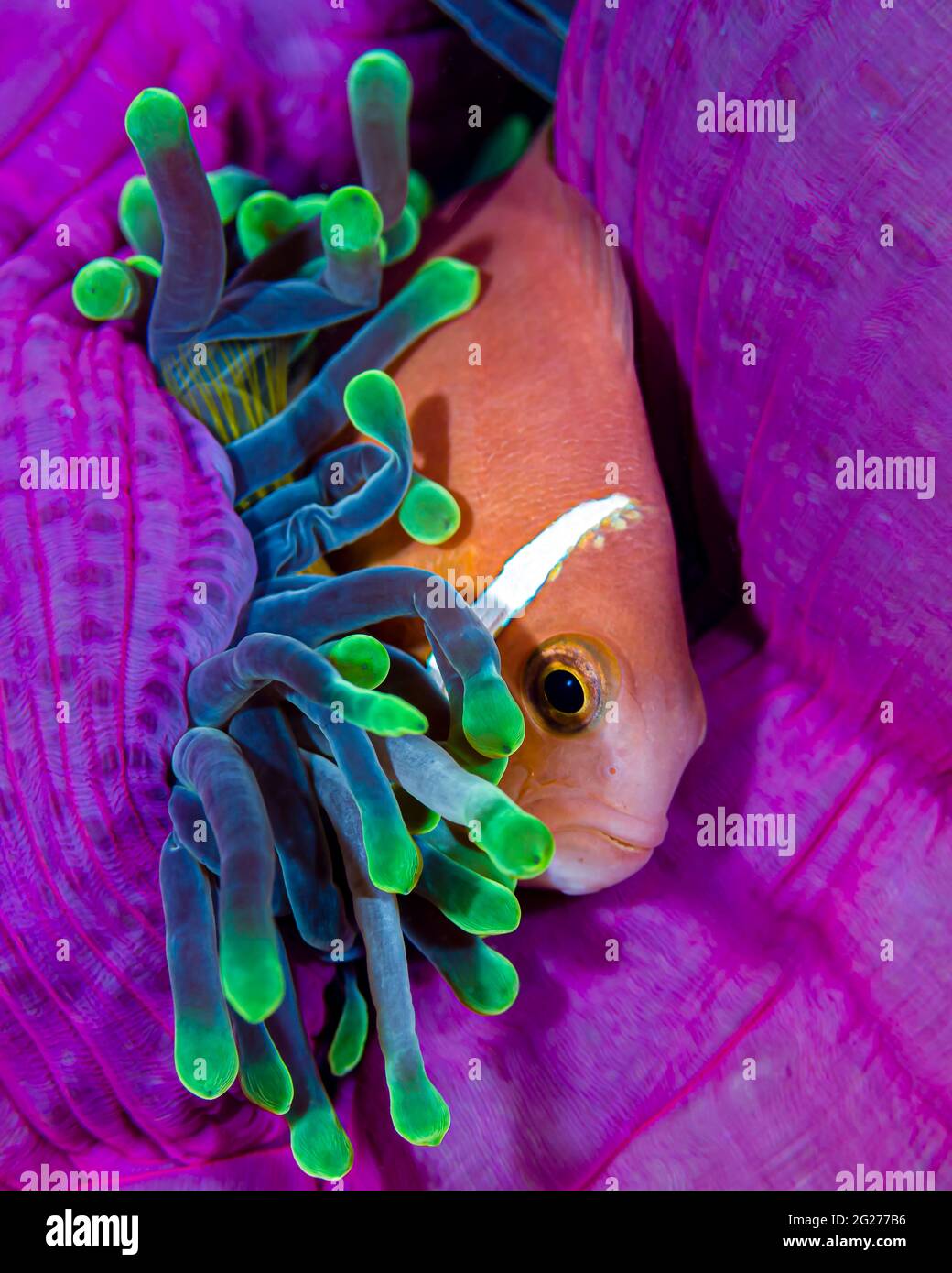 A Maldive anemonefish finding comfort in its anemone. Stock Photo