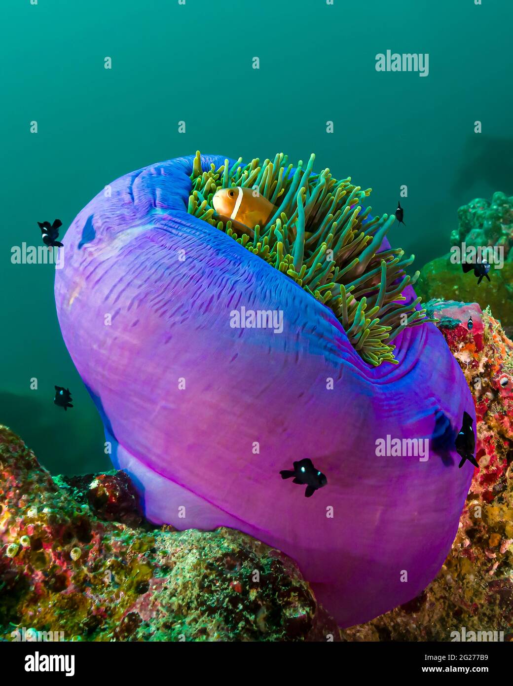 A lone Maldive anemonefish surrounded by threespot dascyllus damselfish in the Maldives. Stock Photo