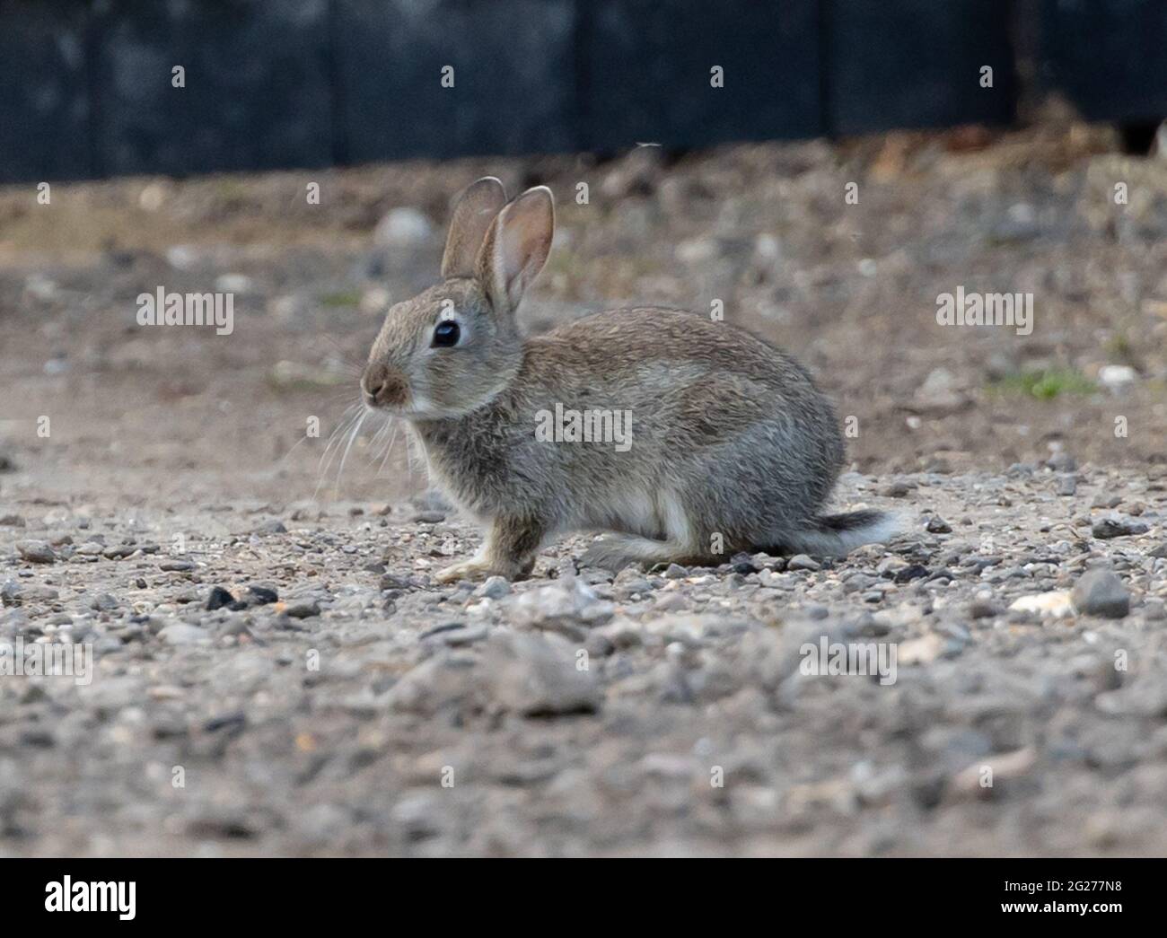 Selective focus shot of a cute, fluffy rabbit looking ahead on a rocky ...