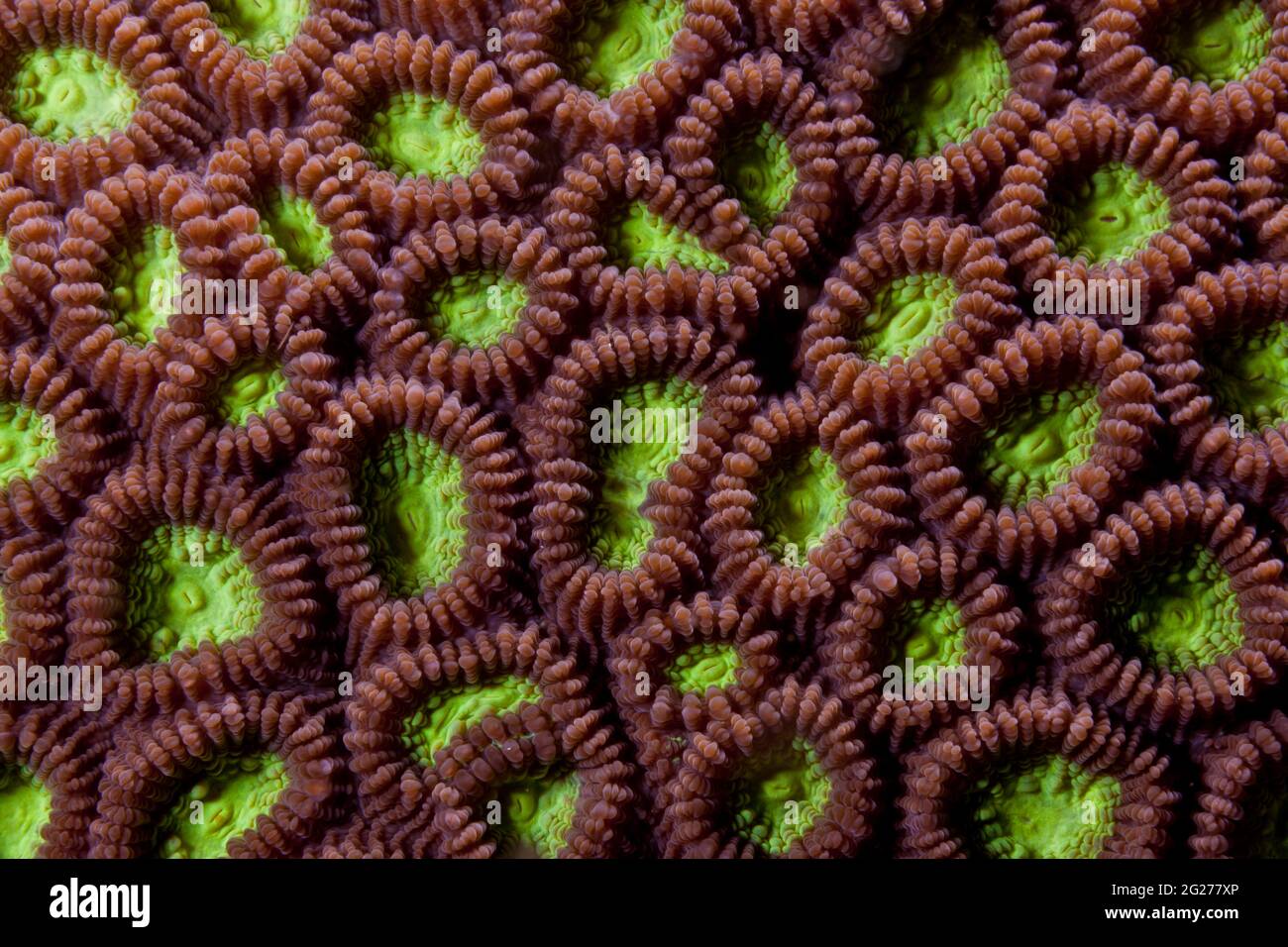 Abstract green and brown coral polyps, Puerto Galera, Philippines. Stock Photo