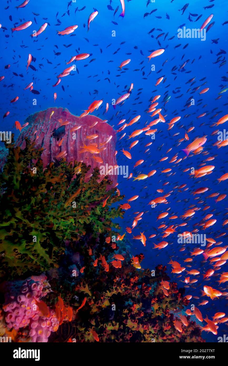 Reef scene with barrel sponge and anthias fish at Verde Island in the Philippines. Stock Photo