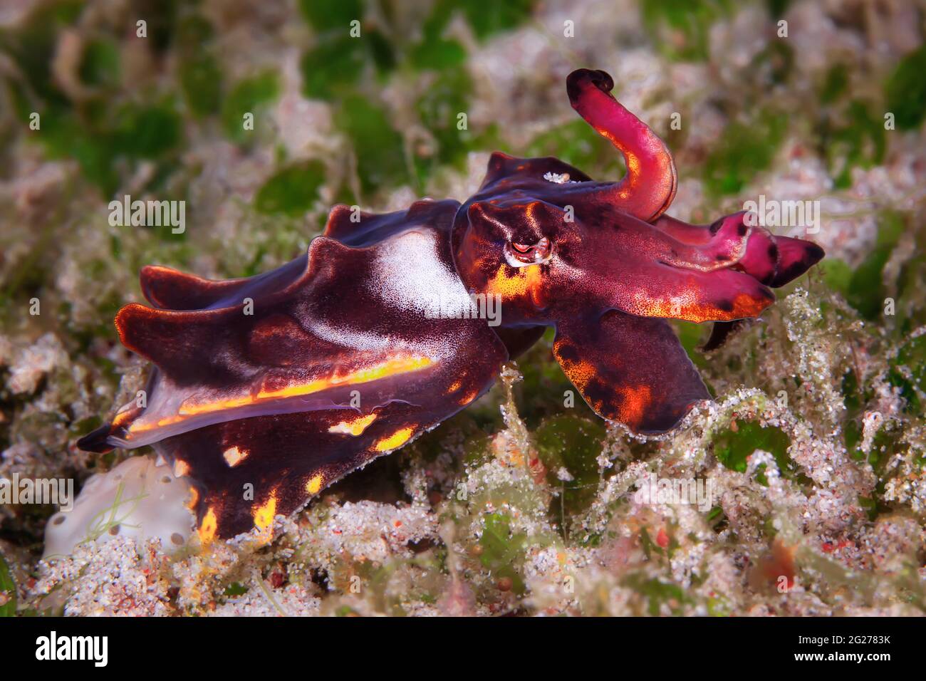 Flamboyant cuttlefish (Metasepia pfefferi) strolls along the ocean ...