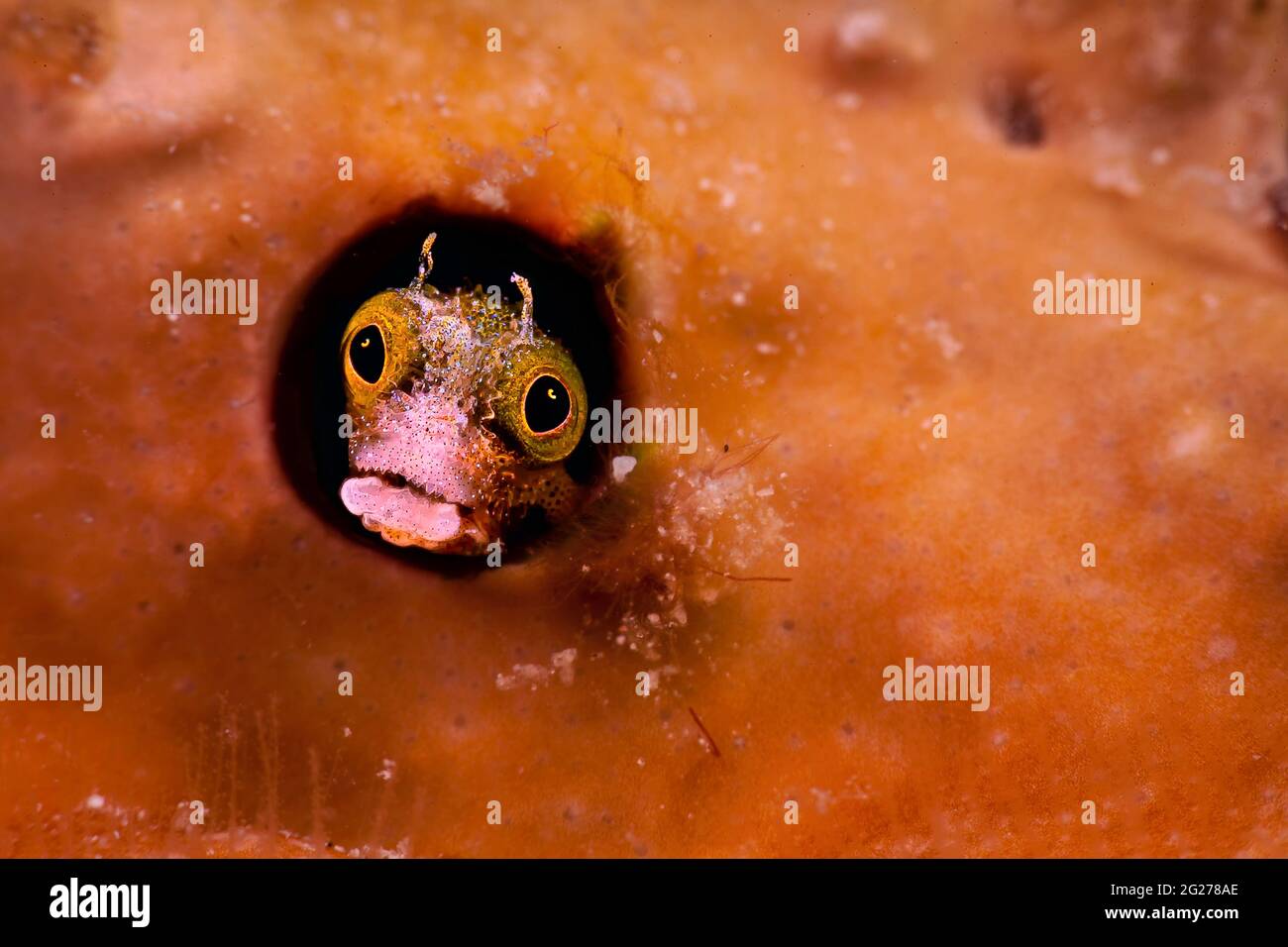 A blenny peeks out of its burrow on a coral head. Stock Photo