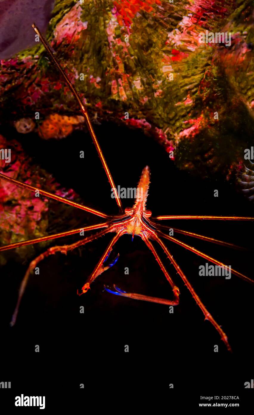 Arrow crab (Stenorhynchus seticornis) peeks out from under colorful coral. Stock Photo