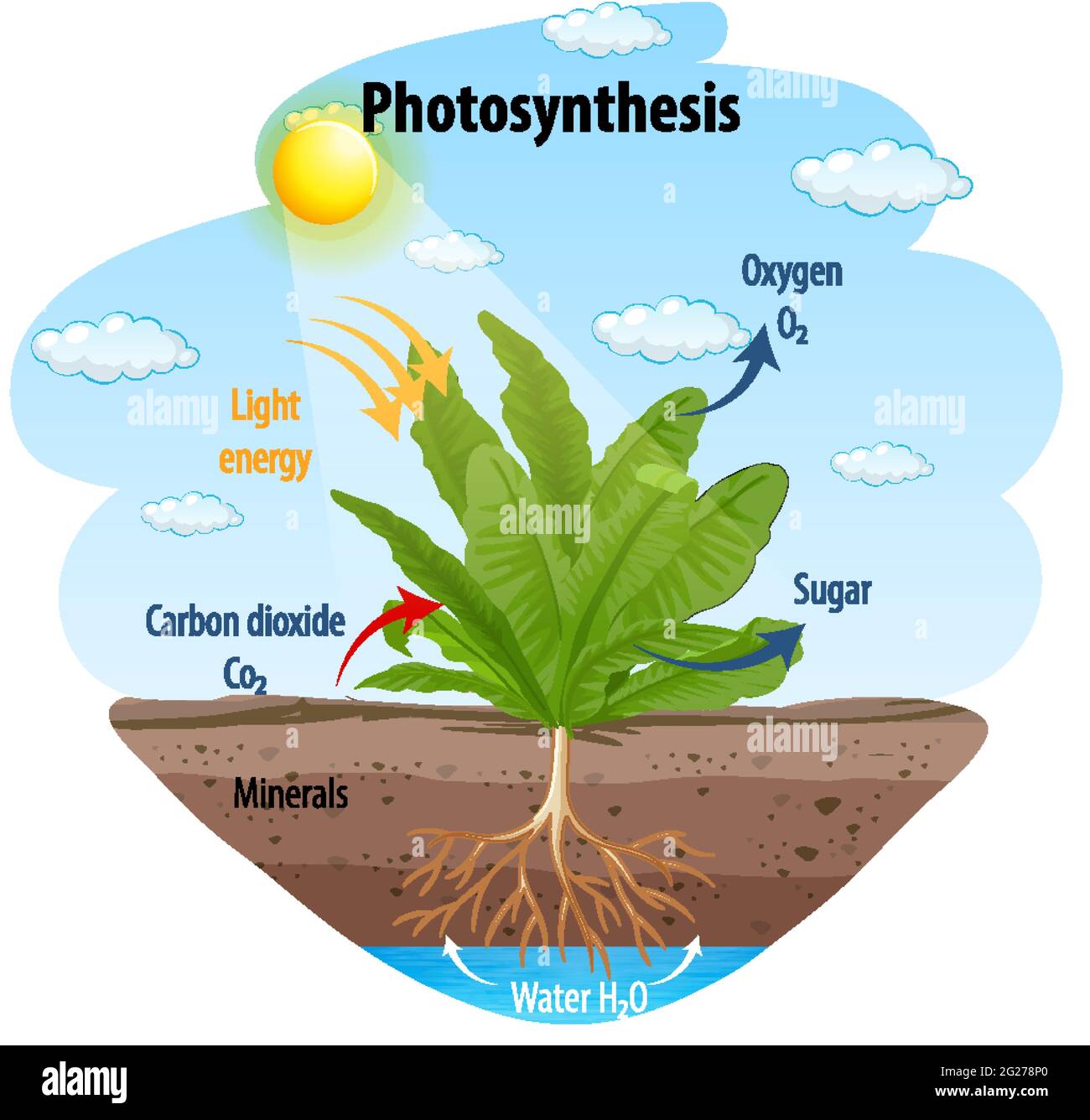 Photosynthesis Diagram High Resolution Stock Photography and Images - Alamy