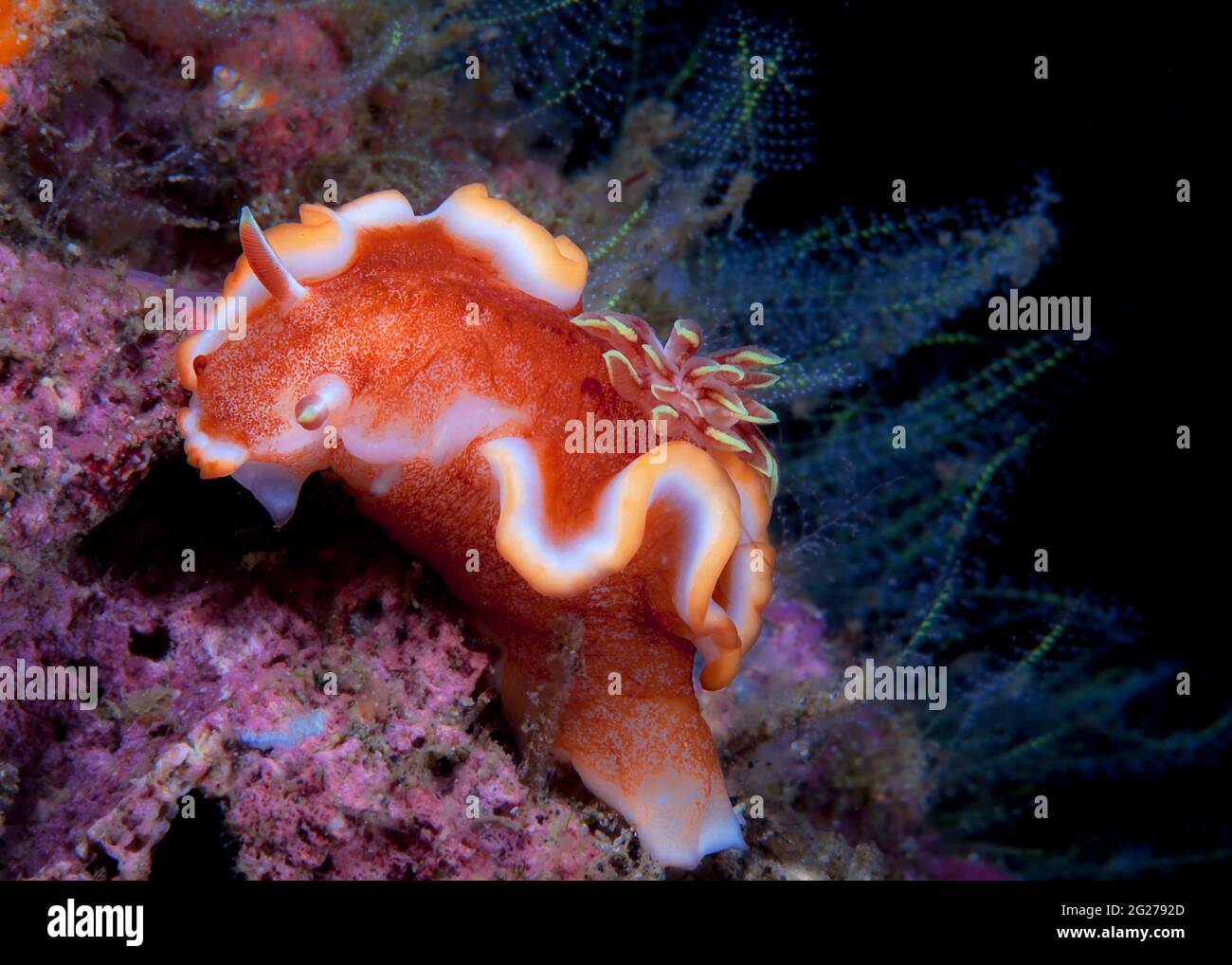 Nudibranch hunting for food, Lembeh Strait, Indonesia. Stock Photo