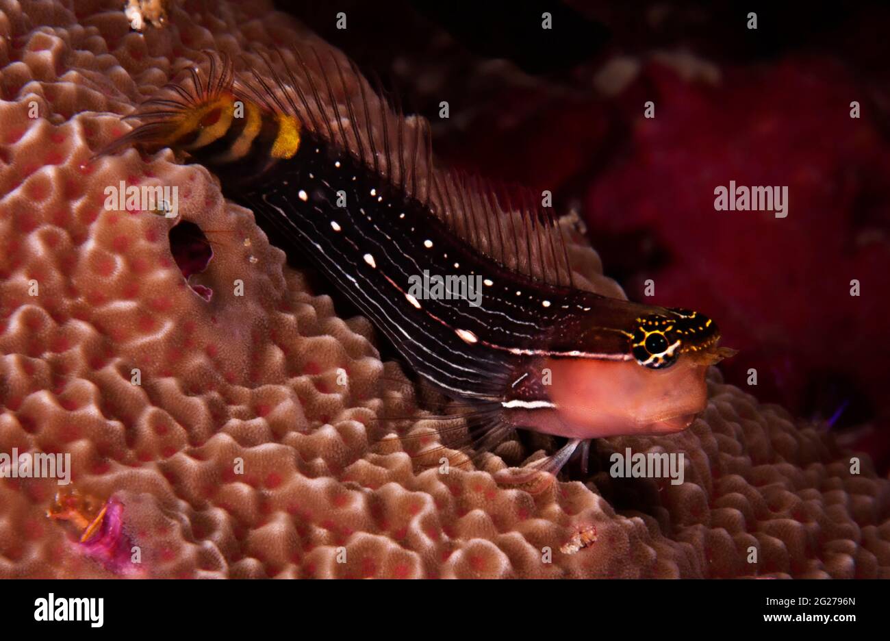 A blenny sits on a coral head in Wakatobi National Park, Indonesia. Stock Photo