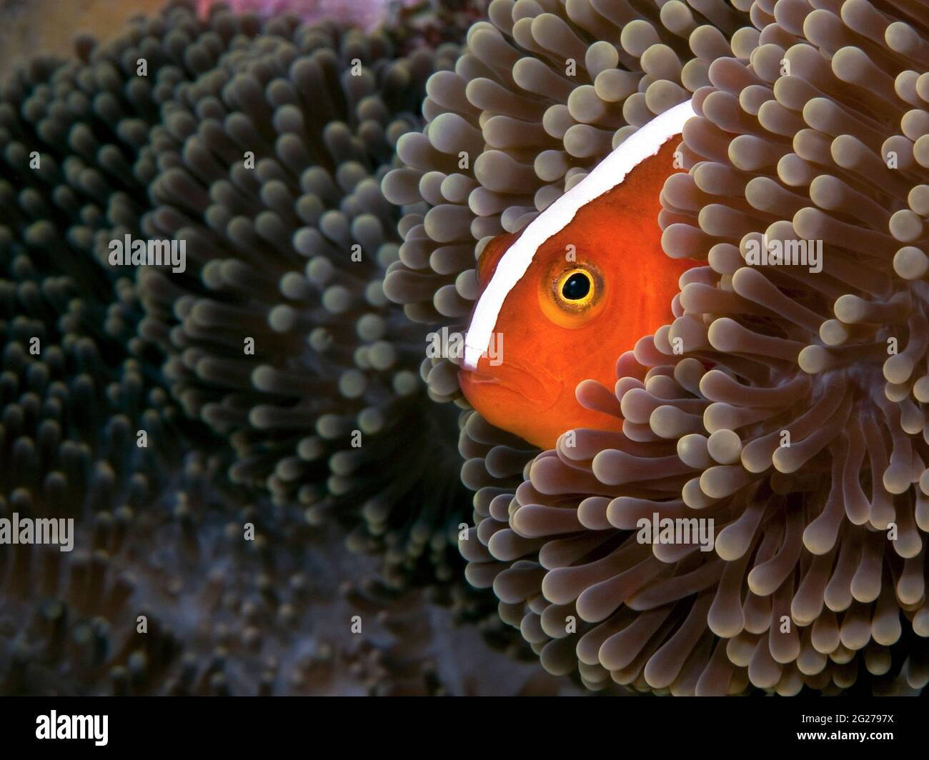 Orange skunk clownfish (Amphiprion sandaracinos) peeks out from its host sea anemone. Stock Photo