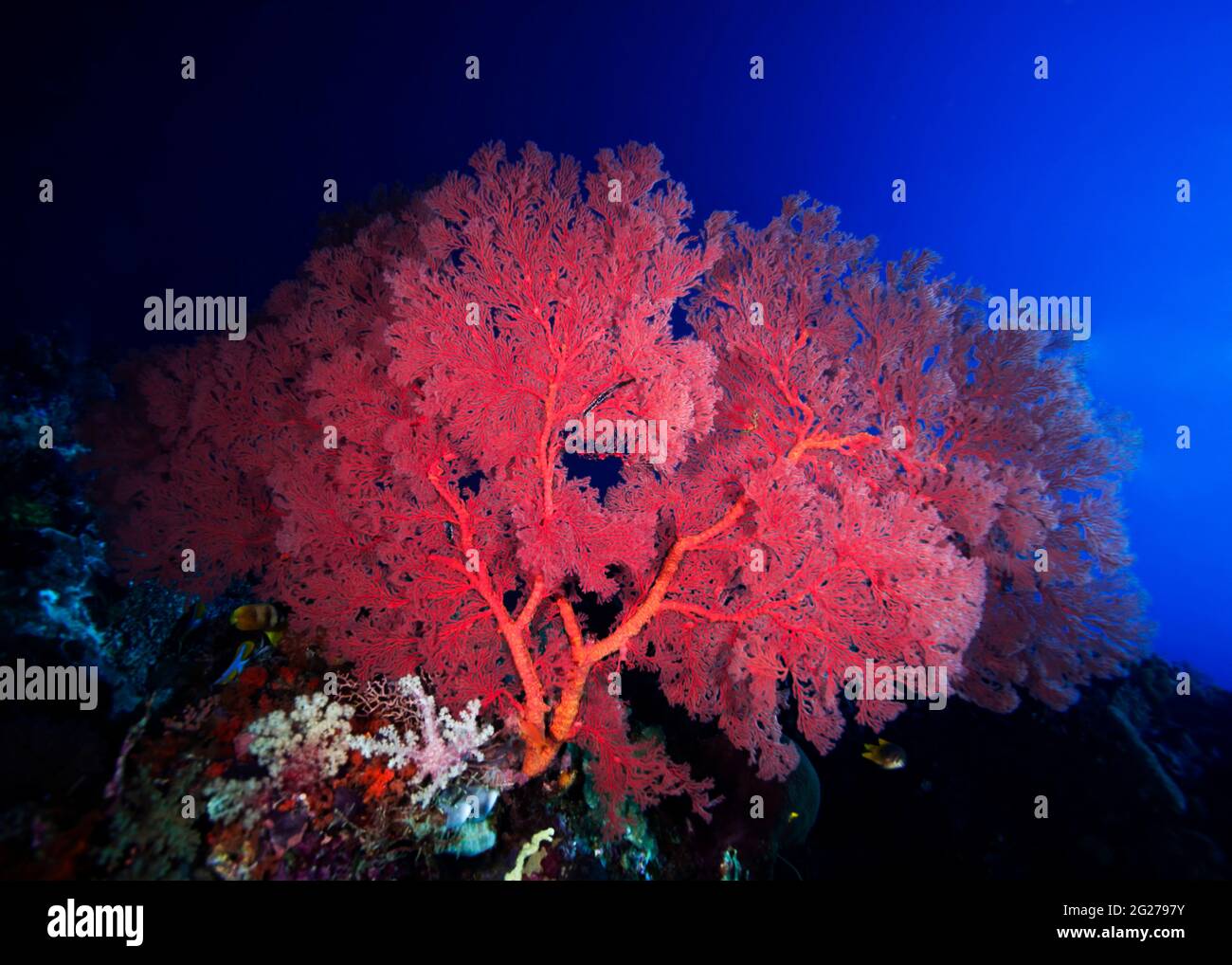 Pink gorgonian coral (Alcyonacea) adorns a reef in Wakatobi National Park, Indonesia. Stock Photo