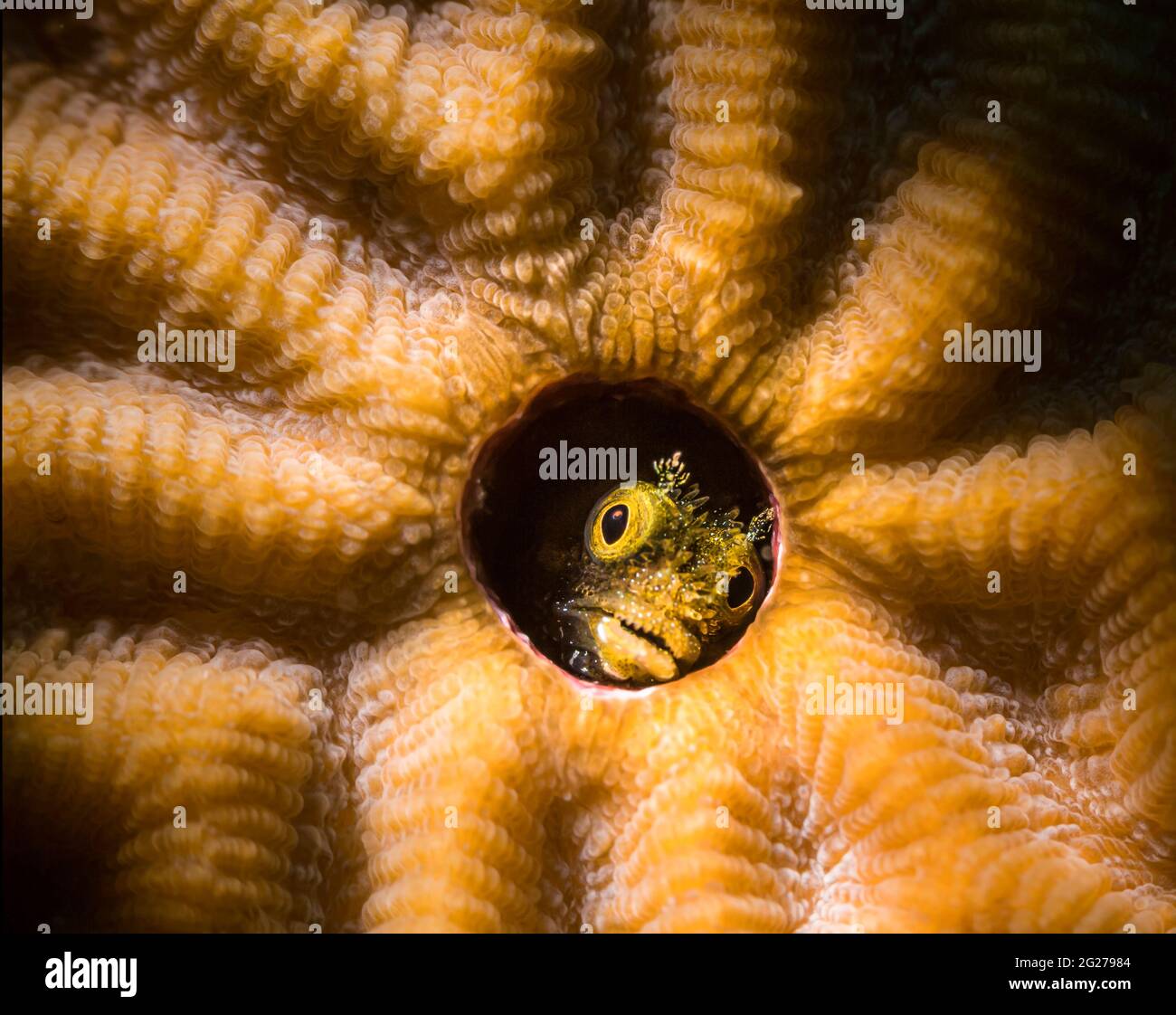 A secretary blenny peeks out from its home in symmetrical brain coral, Bonaire. Stock Photo