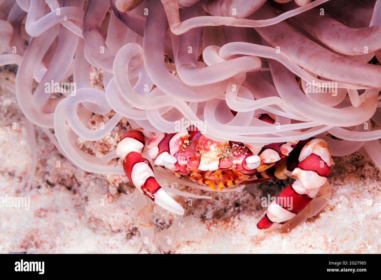 A harlequin swimming crab (Lissocarcinus laevis) hides under an anemone. Stock Photo