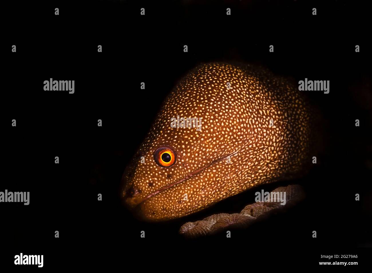 Golden tail moray eel (Gymnothorax miliaris), Bonaire, Caribbean Sea