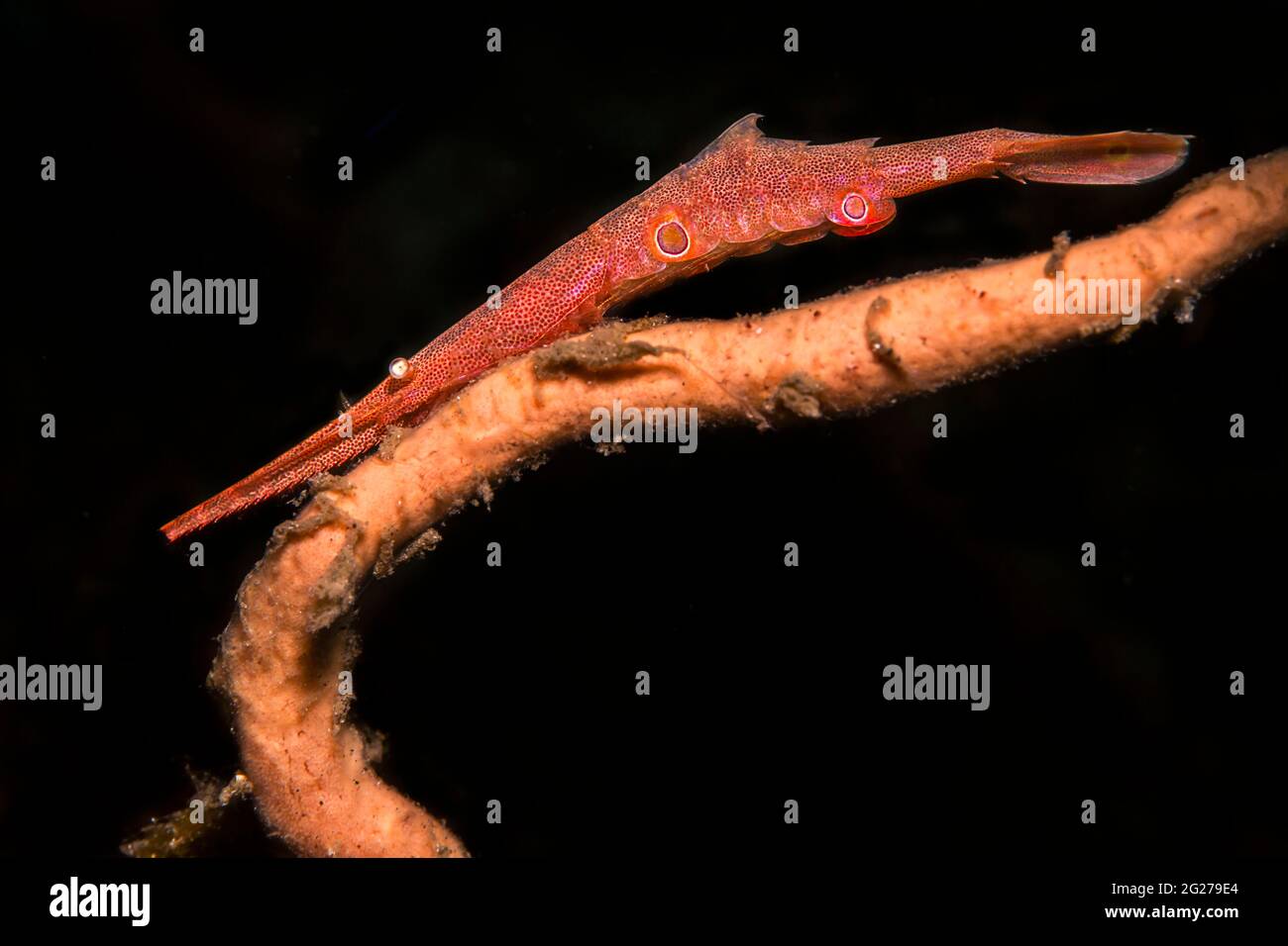 Red sawblade shrimp (Tozeuma armatum), Lembeh Strait, Indonesia. Stock Photo