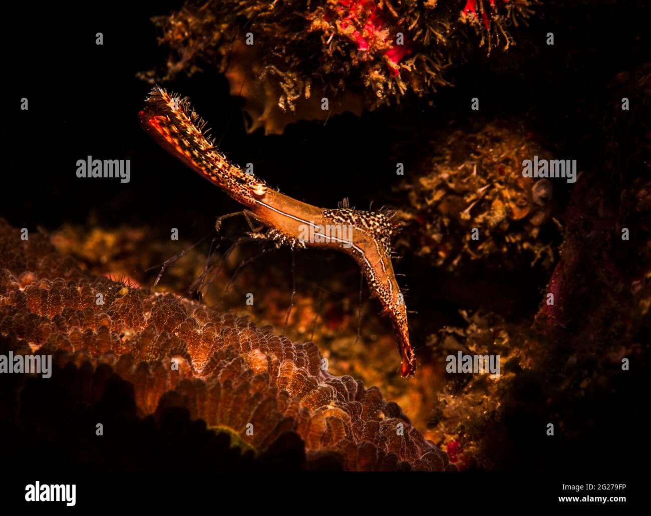 Donald Duck shrimp (Leander plumosus), Lembeh Strait, North Sulawesi, Indonesia. Stock Photo