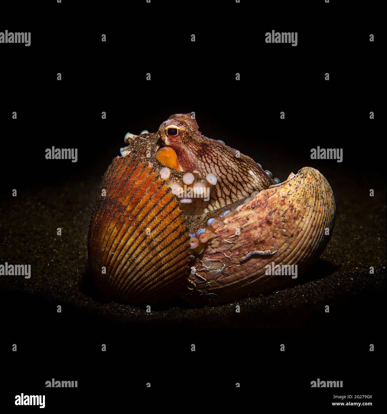 Octopus Using Shells Octopus black background sea hi-res stock photography and images - Alamy