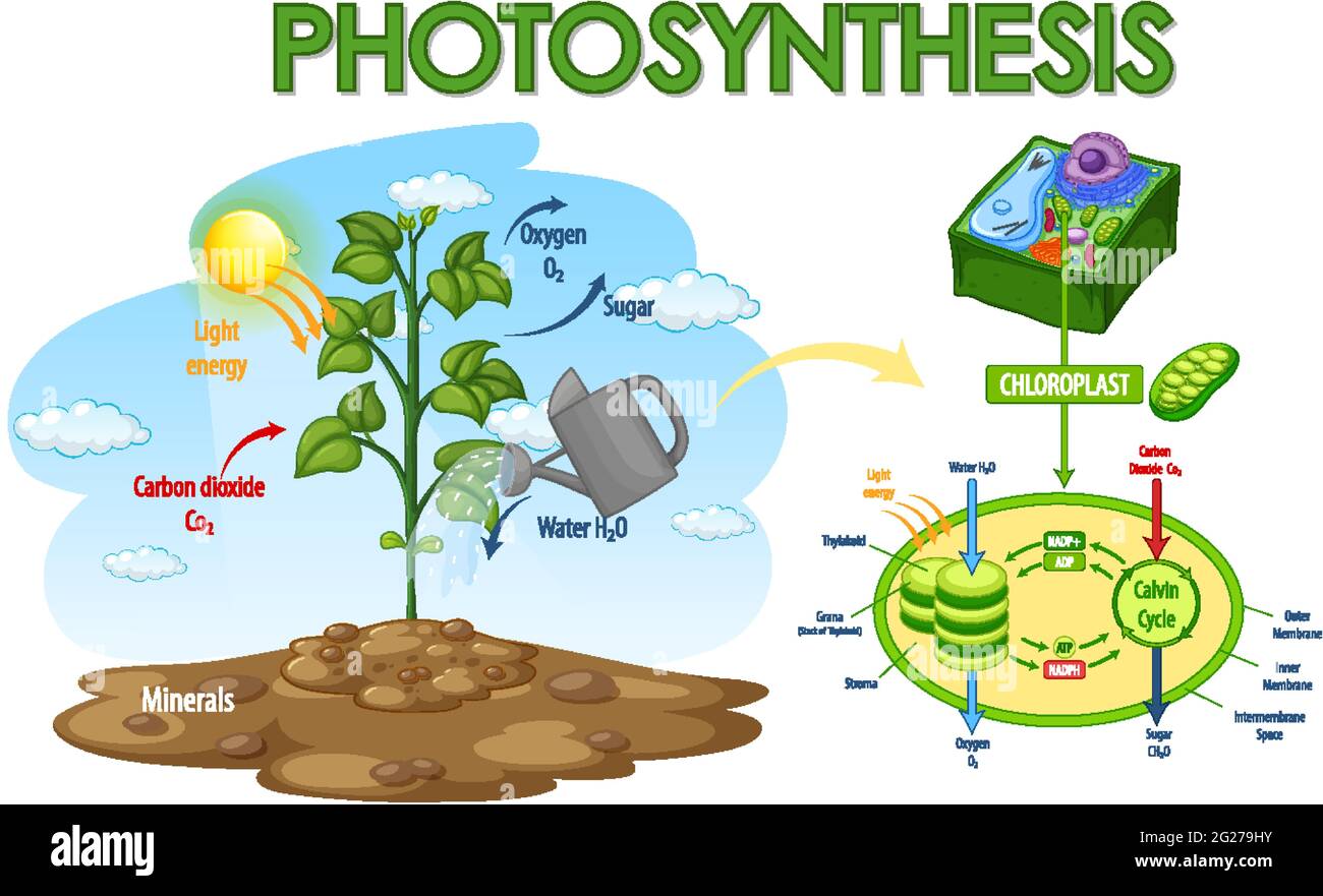 Photosynthesis Diagram High Resolution Stock Photography and Images - Alamy