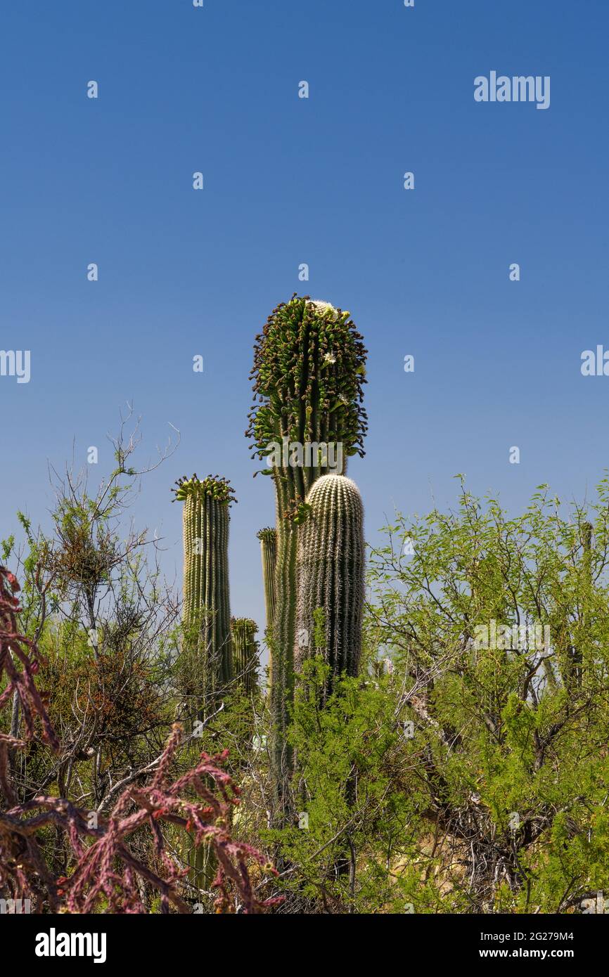 Insects flock to an unprecedented number of 'side blooms' on saguaro cactus during May, their typical Spring flowering season, Sonoran Desert, Tucson, Stock Photo