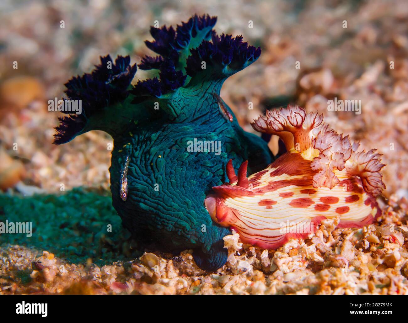 Two nudibranchs (Nembrotha milleri) with two gobies along for the ride, Philippines. Stock Photo