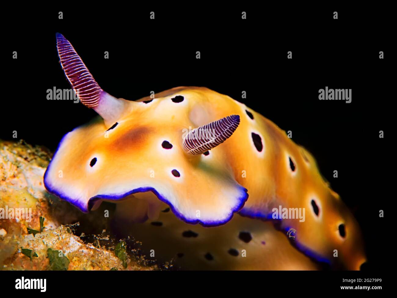 Colorful (Hypselodoris tryoni) nudibranch in Puerto Galera, Philippines. Stock Photo