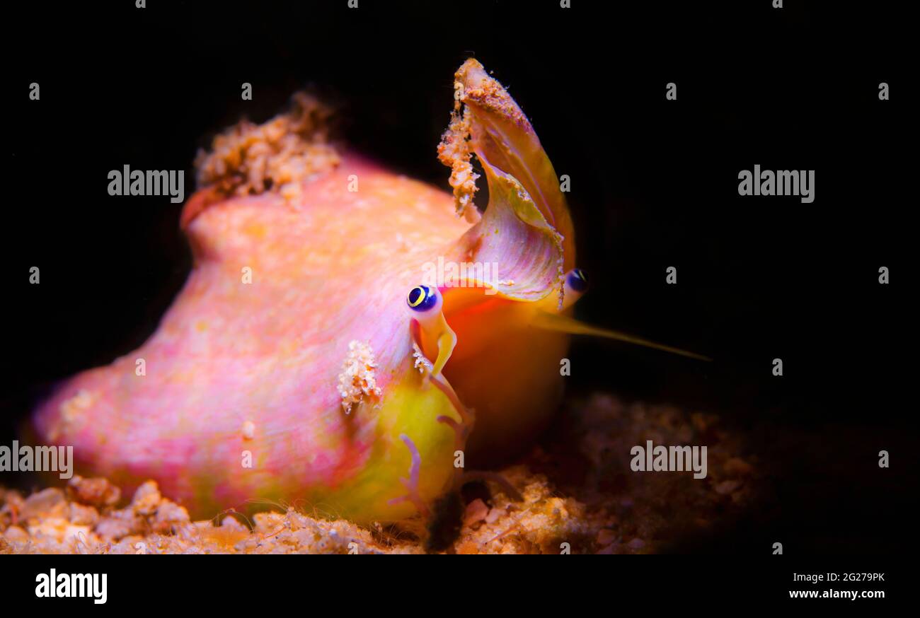 Little Auger Conch (Terestrombus terebellatus), Philippines. Stock Photo