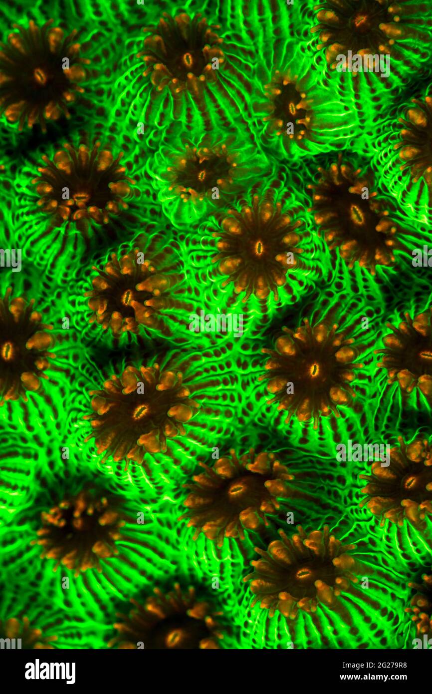 Bright green fluorescent star coral (Montastraea) at night in Turks and Caicos. Stock Photo