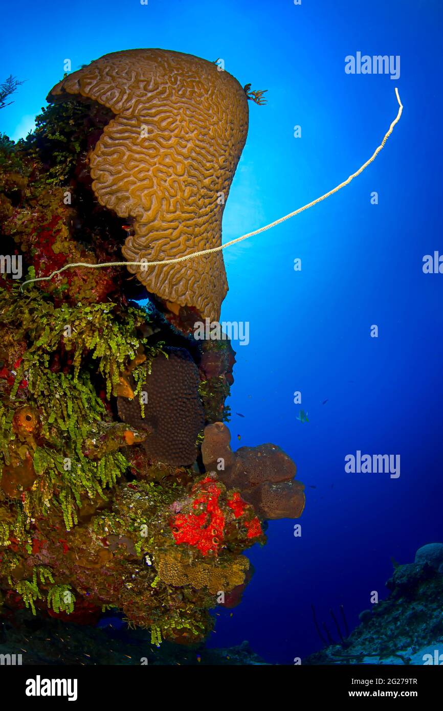 Healthy mountainous star coral (Orbicella faveolata) display in Turks and Caicos Islands. Stock Photo