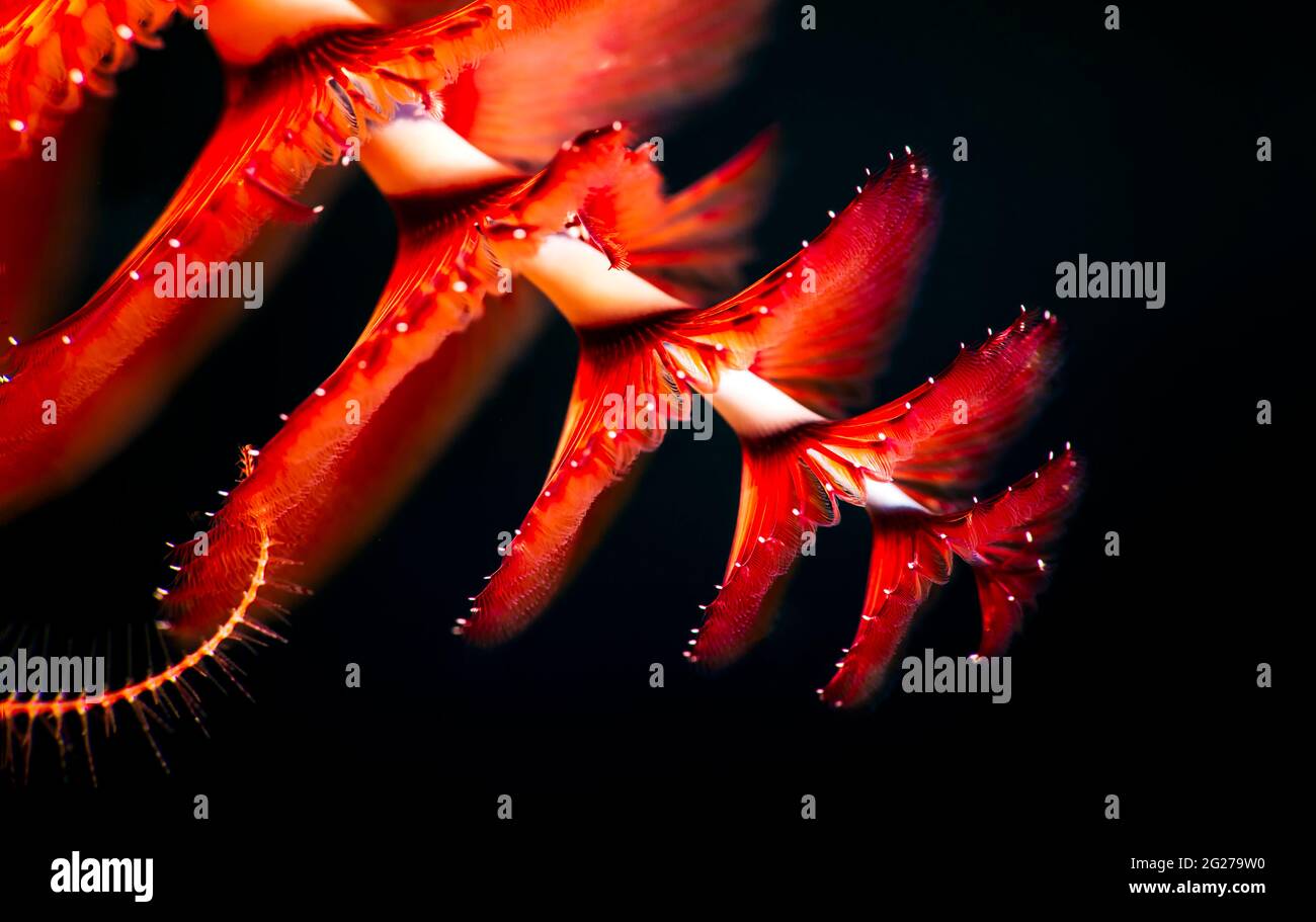Worm color hi-res stock photography and images - Alamy