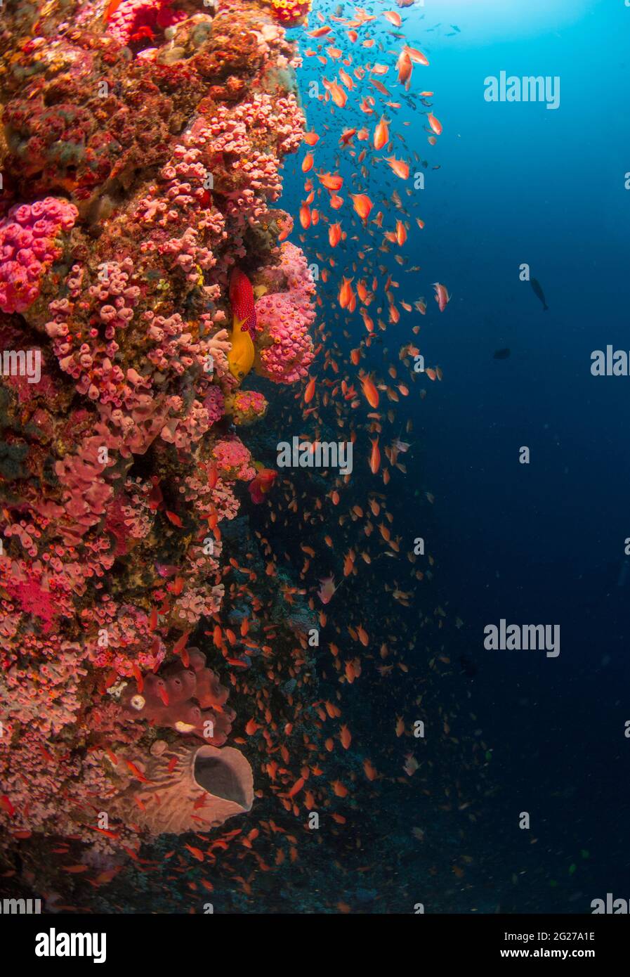 Coral reef wall with hard and soft corals and colorful anthias fish, Verde Island, Philippines. Stock Photo