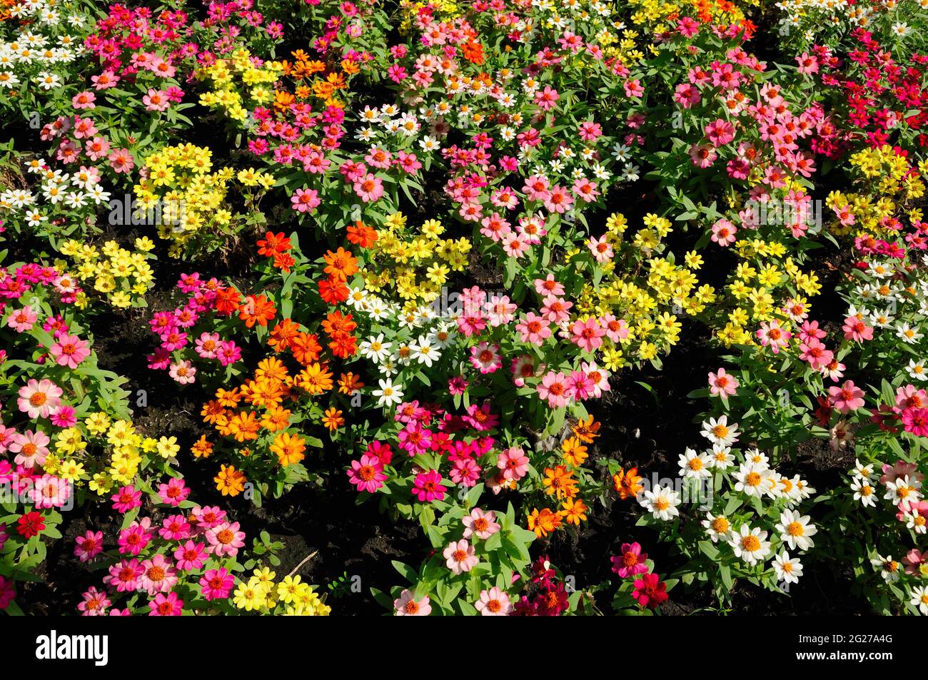Lush flowers bright colors hi-res stock photography and images - Alamy