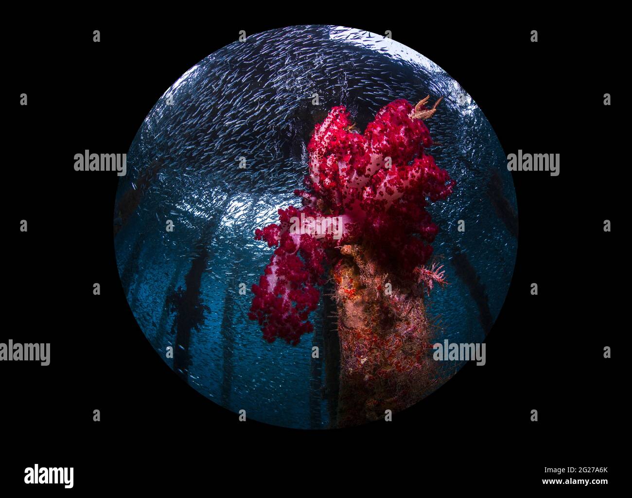 Bright red soft coral growing from a pillar under a jetty with silverside fish overhead, Raja Ampat, Indonesia. Stock Photo