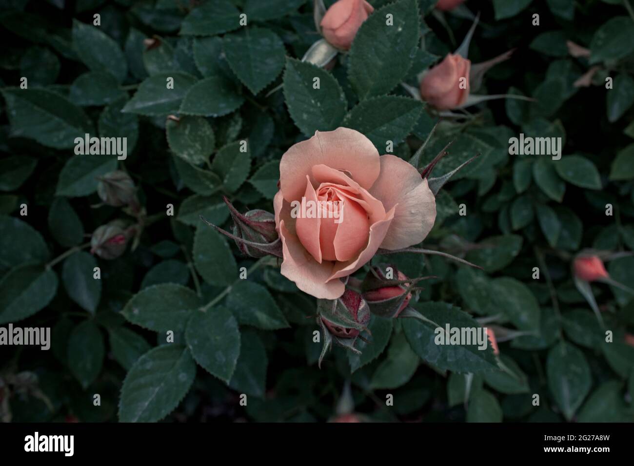 Pink rose blossoming in the summer garden surrounded by dark green leaves Stock Photo