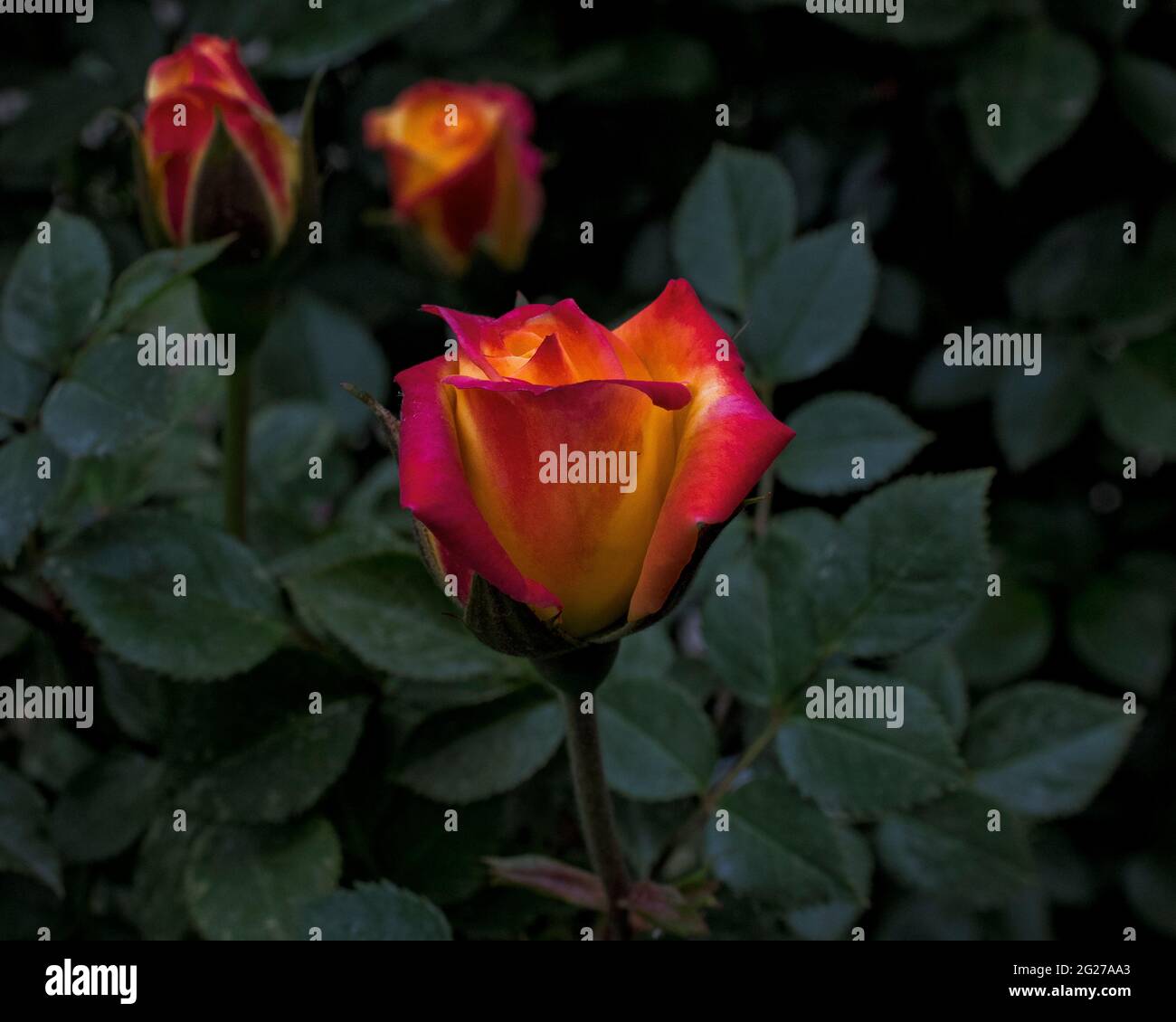 Red tipped yellow rose hires stock photography and images Alamy